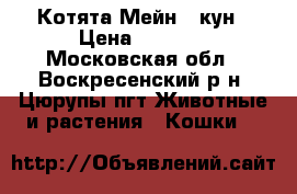 Котята Мейн - кун › Цена ­ 8 000 - Московская обл., Воскресенский р-н, Цюрупы пгт Животные и растения » Кошки   